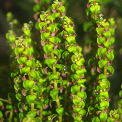 Ротала Перл, связка с грузом